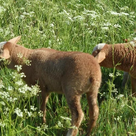 Am Brunnen Merkendorf